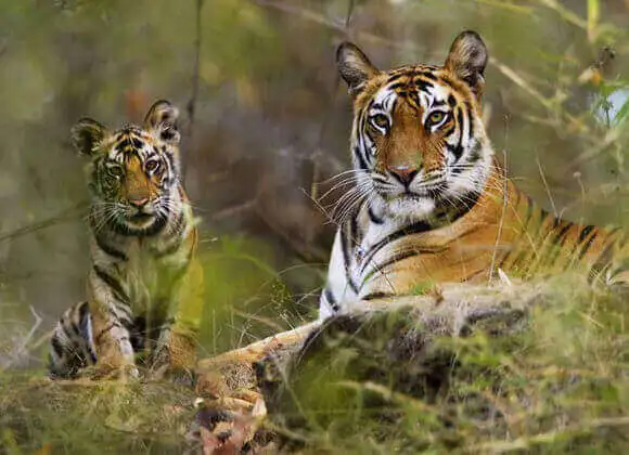 phansad sanctuary tourist attractions in Alibag